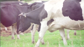 Kinderleicht erklärt - Warum Kühe auf die Weide gehören