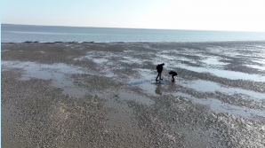 Wattwanderung auf Borkum - Einzigartigen Lebensraum schützen!