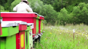 Langnese Honig - von der Blüte ins Glas